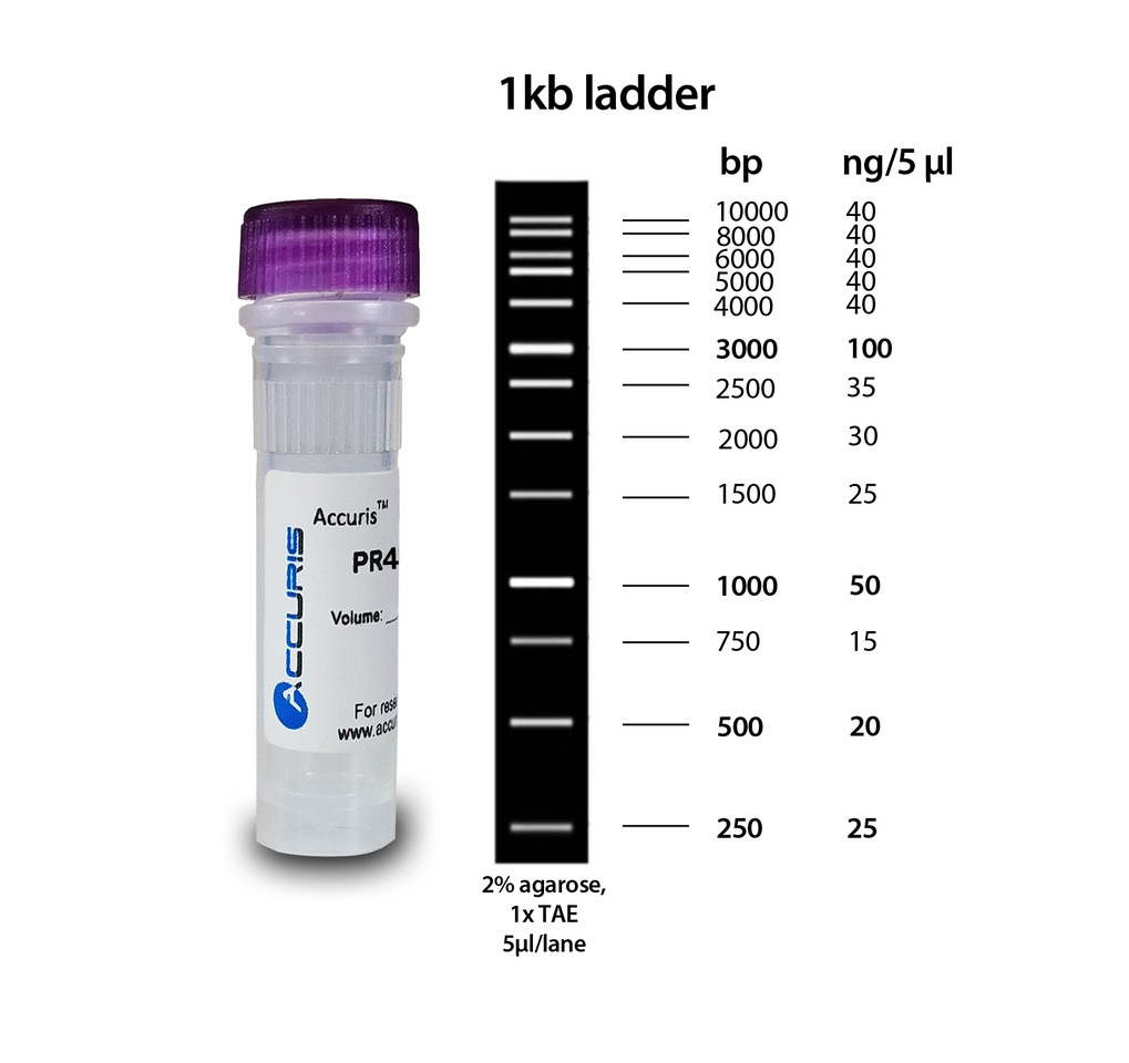 Accuris SmartCheck™ 1Kbp DNA Ladder, 500ul / 100 lanes 