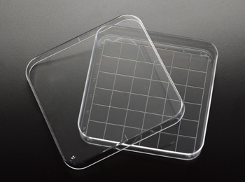 Square Petri Dish with Grid