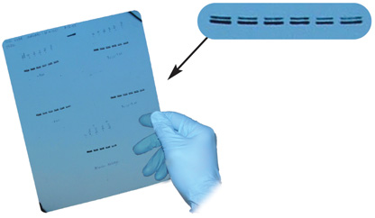 Light Labs Ultra Blue X-Ray Film