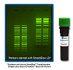 SmartGlow SAFE Nucleic Acid Stain